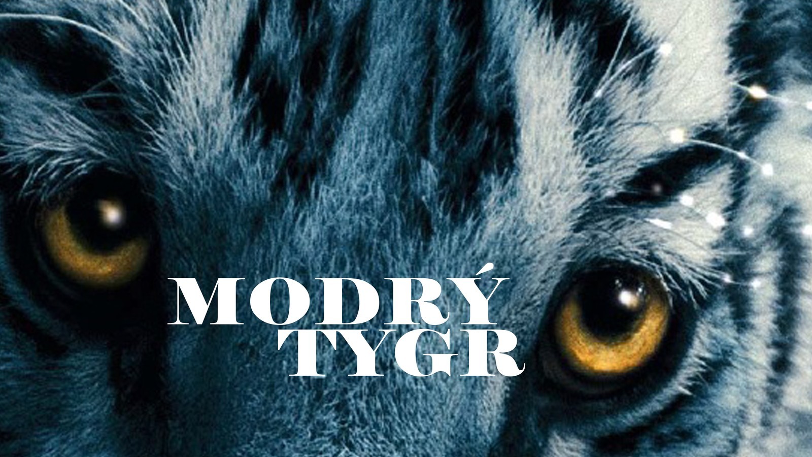 Modrý tygr — camera work by Ondřej Herold